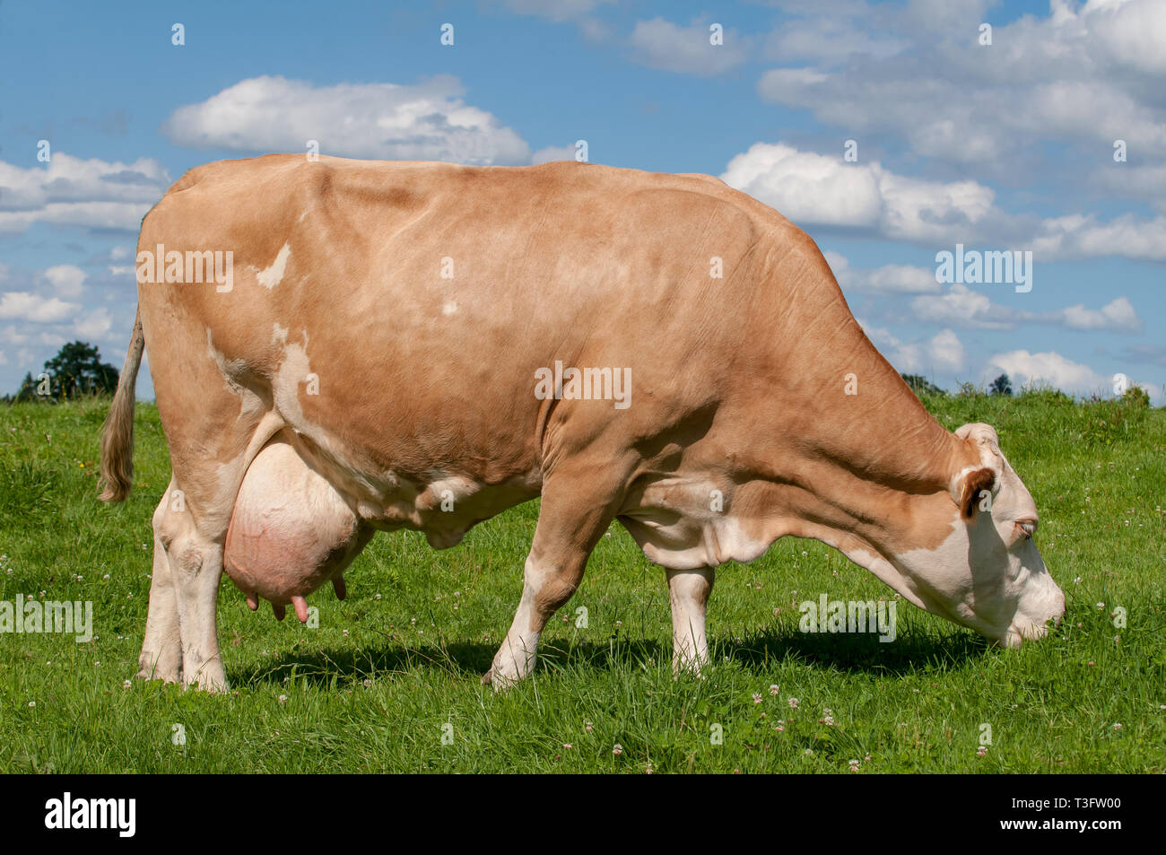 German cow grazing on the meadow Stock Photo