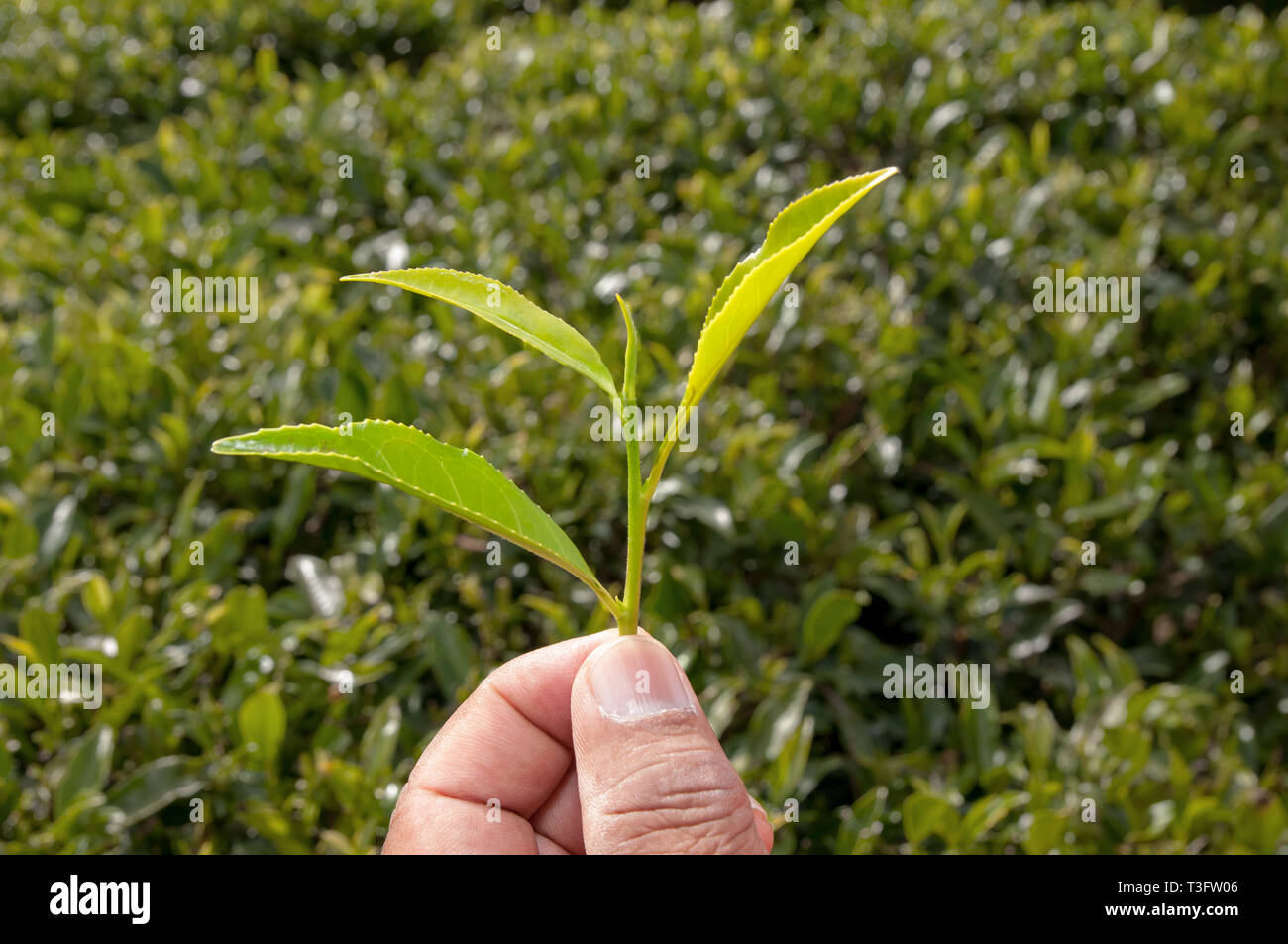 Tea plantation in Sri Lanka Stock Photo