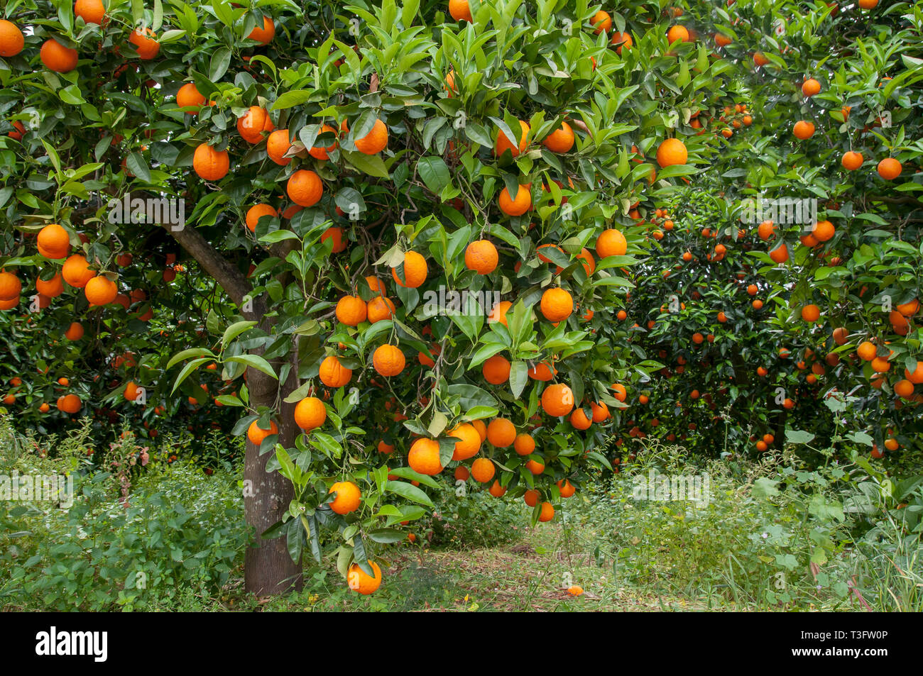 Orange tree plantation spain hires stock photography and images Alamy