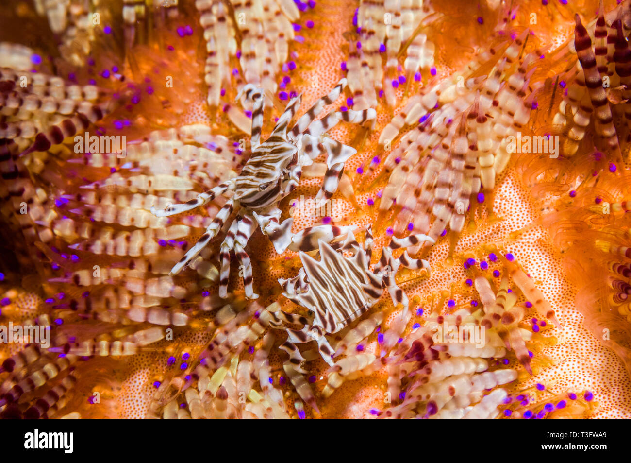 Two Zebra Crabs or Urchin Crab [Zebrida adamsii] on a Toxic Ijima's sea urchin [Asthenosoma ijimai].  Lembeh Strait, Indonesia.  Indo-West Pacific. Stock Photo