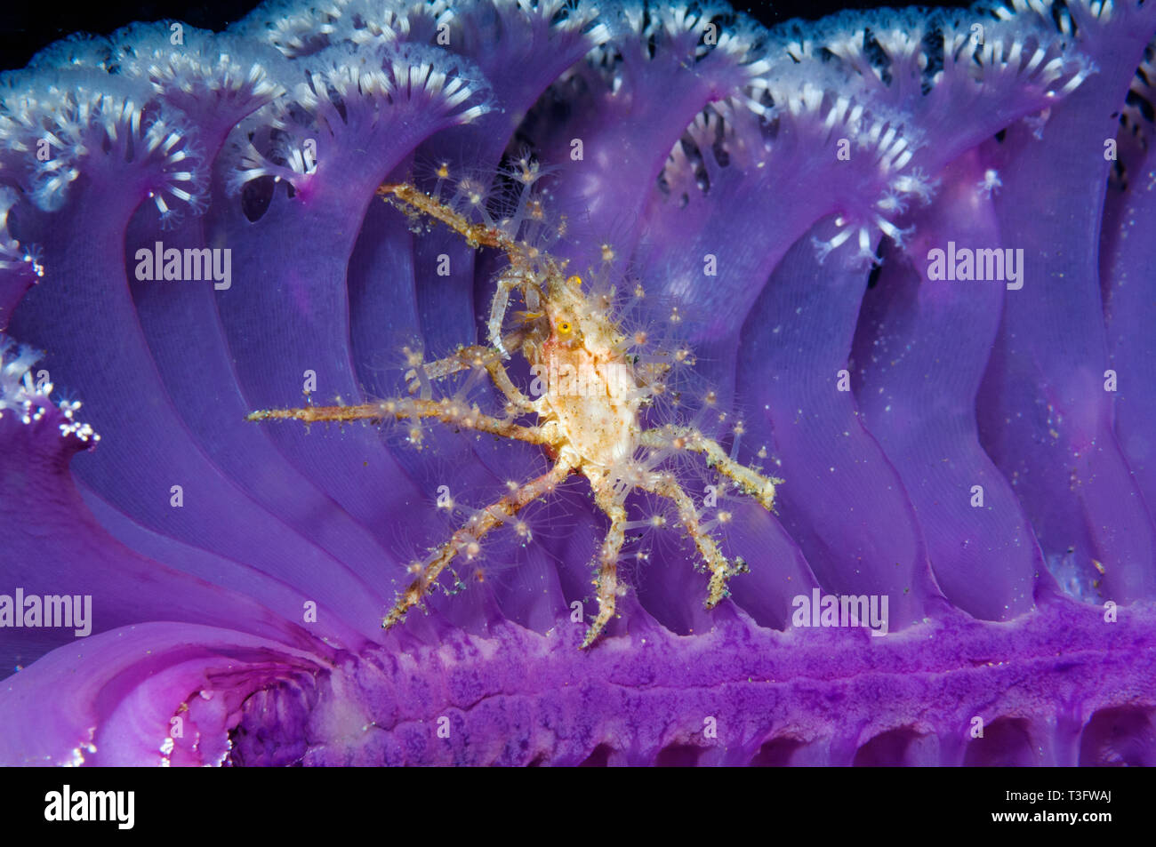 Hydroid or Fairy crab (Hyastenus bipinosus) on Sea pen [Pteroides sp.] Stock Photo