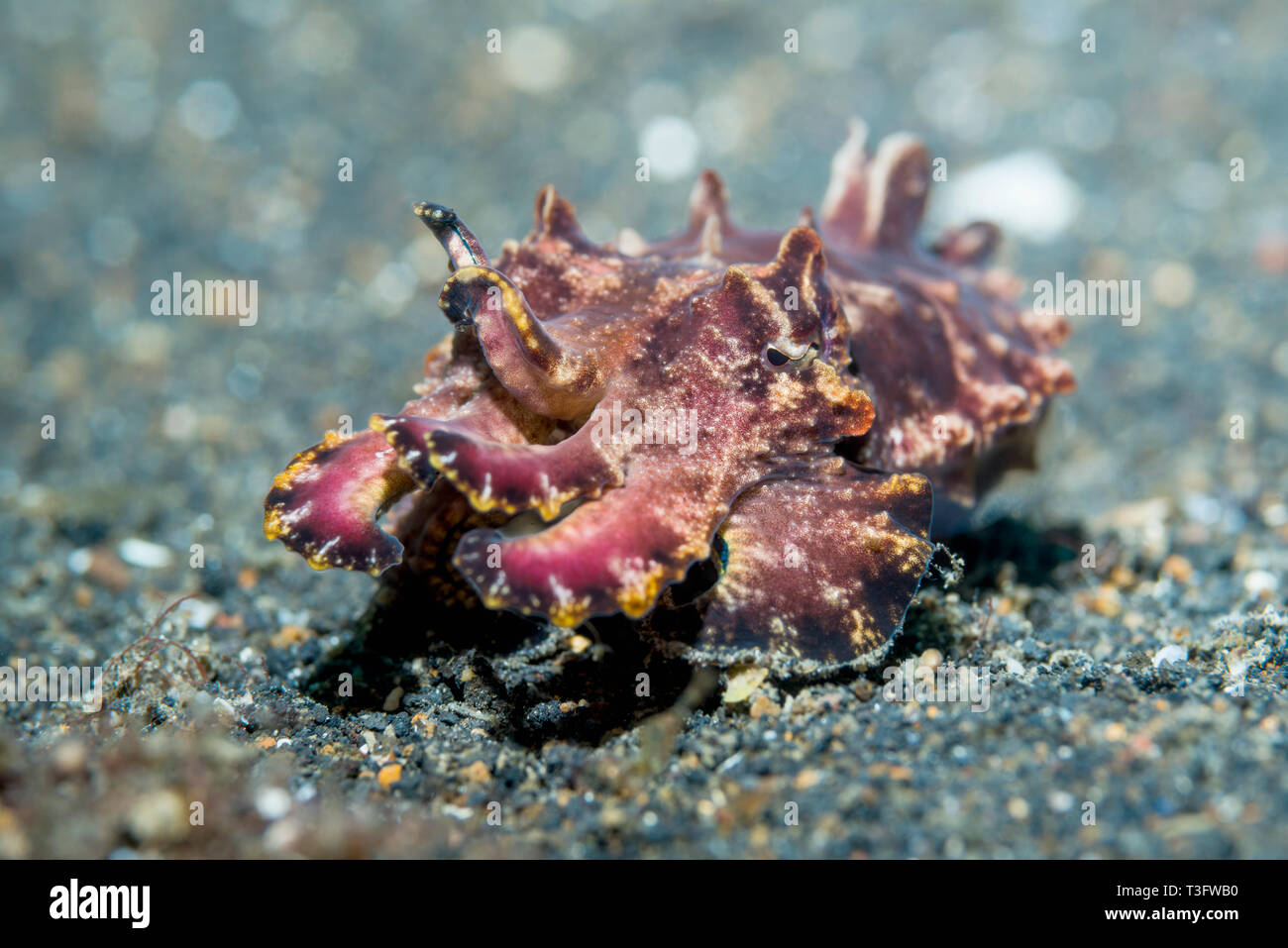 Pfeffer's Flamboyant Cuttlefish - Metasepia pfefferi. North Sulawesi ...