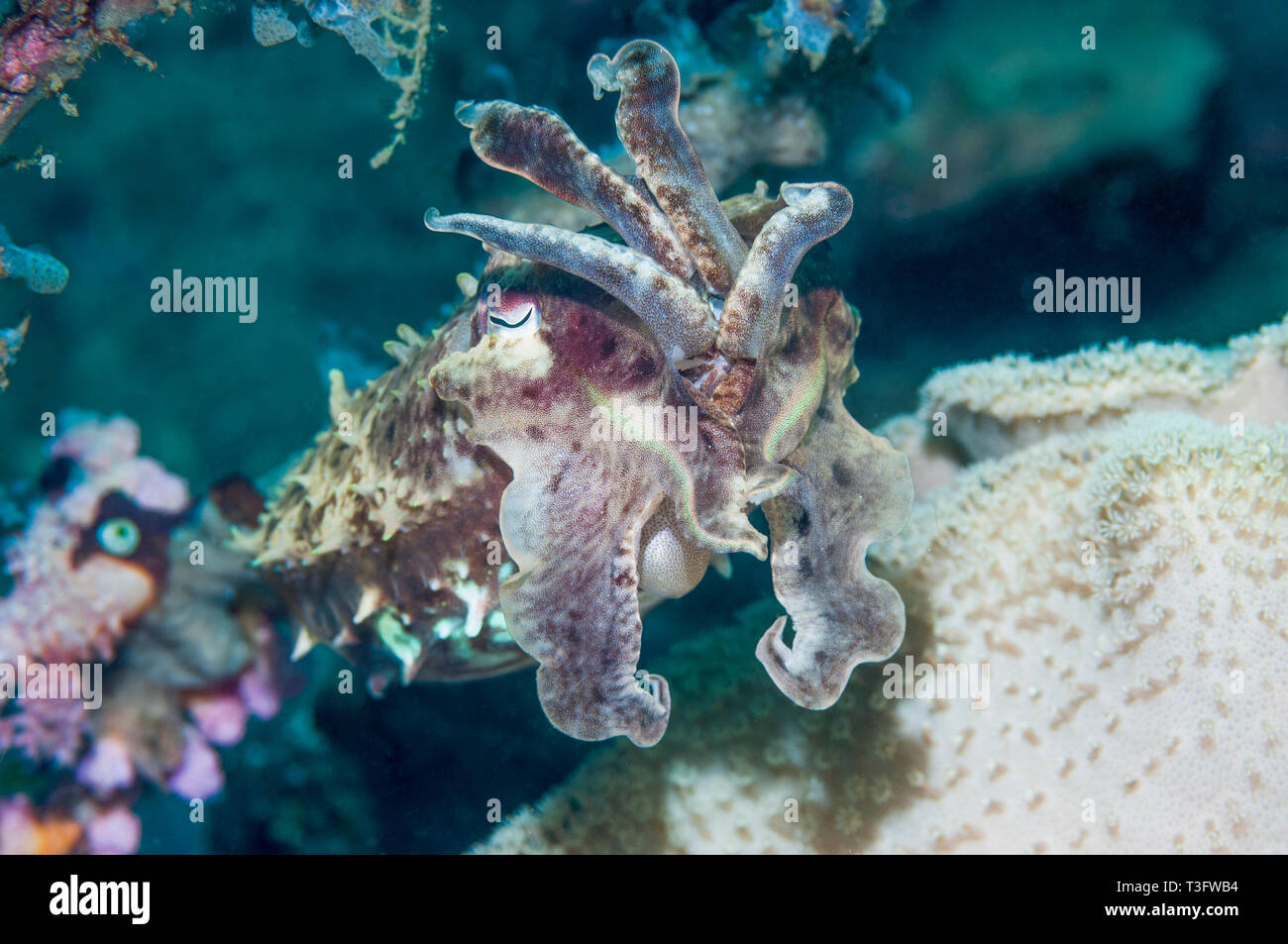 Broadclub cuttlefish [Sepia latimanus].  Indonesia.  Indo-West Pacific. Stock Photo