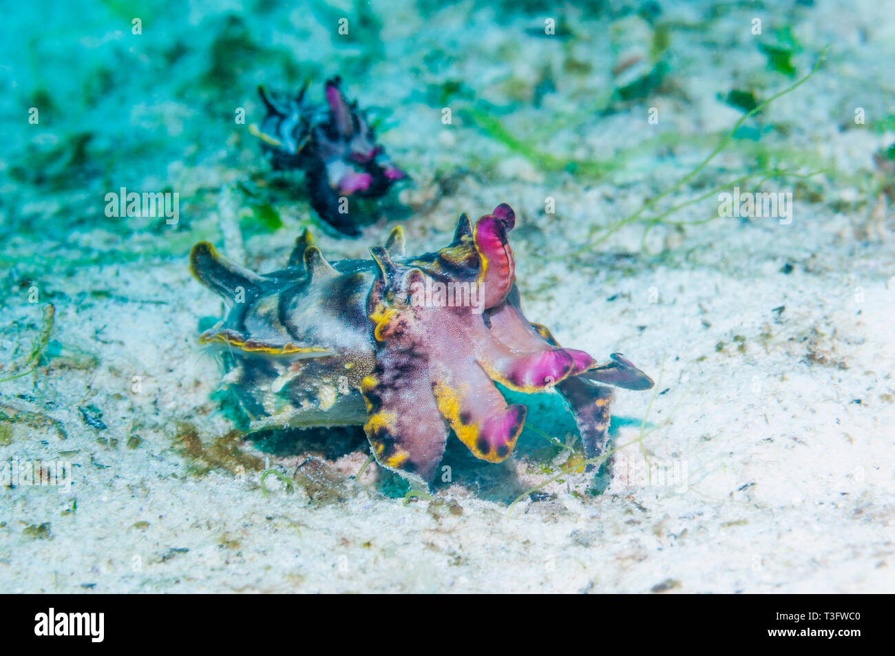 Pfeffer's Flamboyant Cuttlefish [Metasepia pfefferi]. The larger female ...