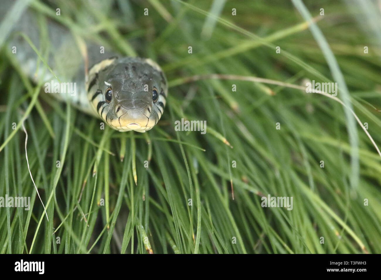 Ringelnatter / Grass snake / Natrix natrix Stock Photo