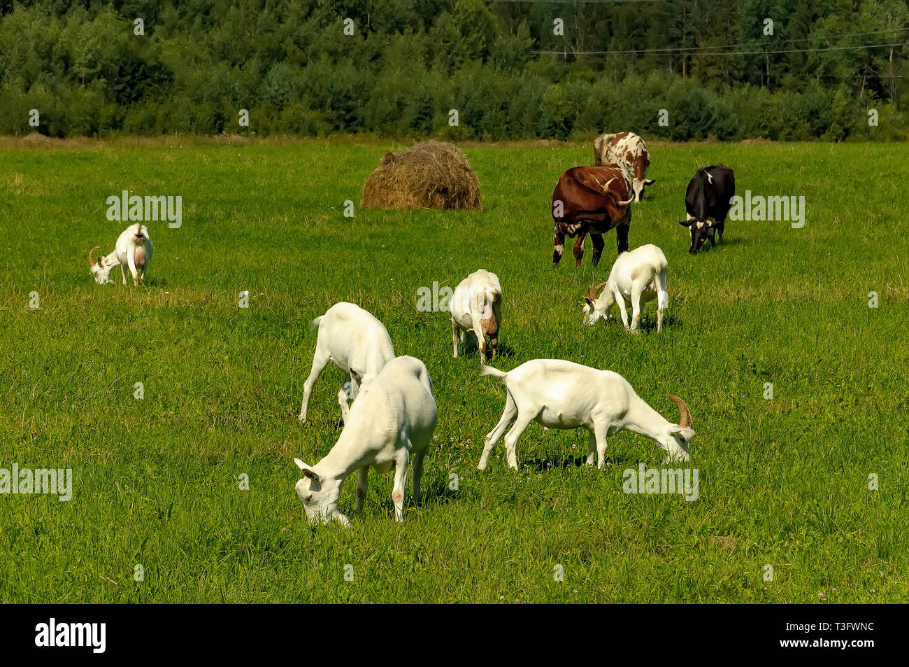Summer countryside with grazing animals, cows and goats. Stock Photo