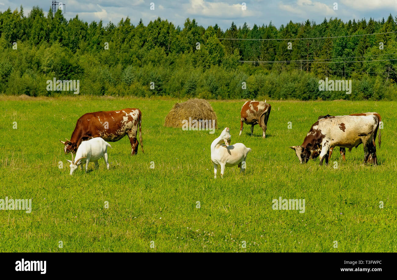 Summer countryside with grazing animals, cows and goats. Stock Photo