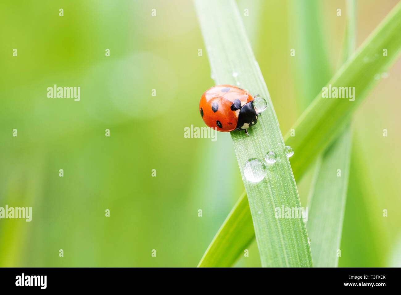 Ladybug on fresh grass, macro, close up Stock Photo