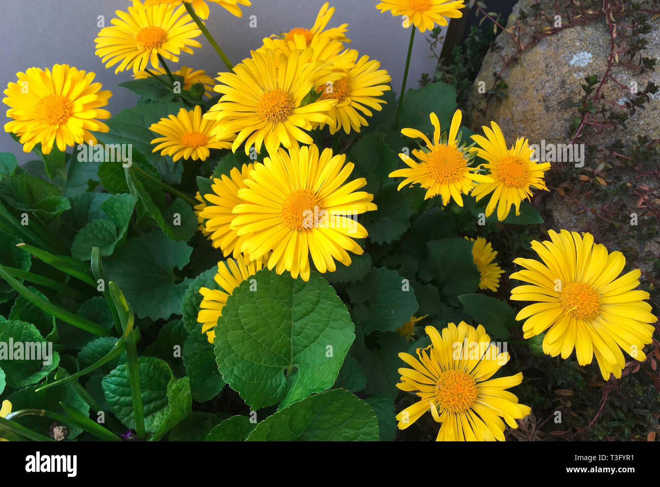 Flowering plants Doronicum orientale in a garden in Berlin - Germany. Stock Photo