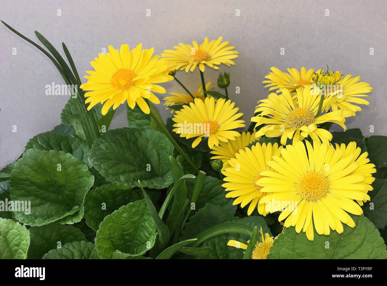 Flowering plants Doronicum orientale in a garden in Berlin - Germany. Stock Photo