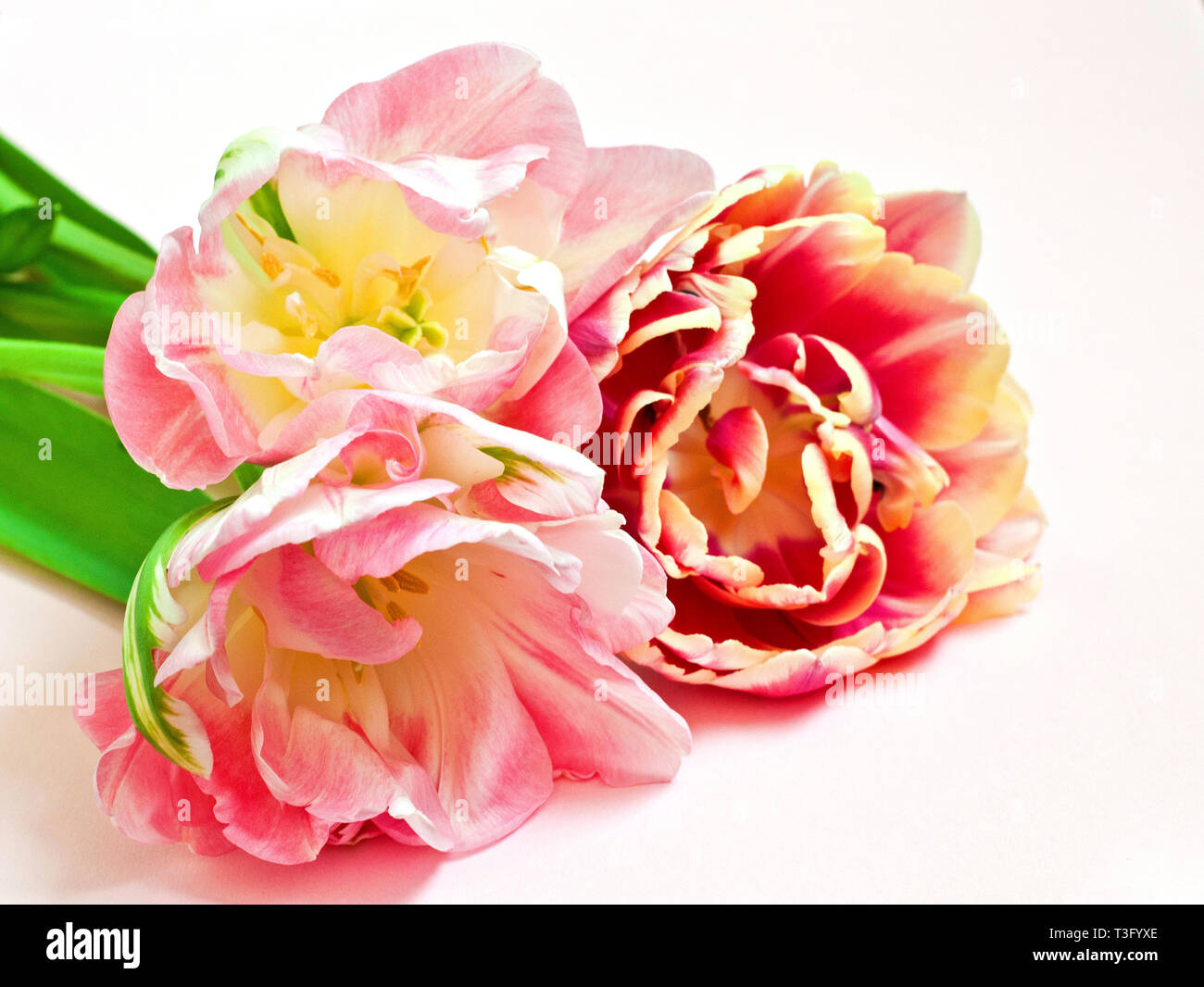 Close-up a bouquet of flowers. Beautiful delicate pink  and red tulips  white background Stock Photo