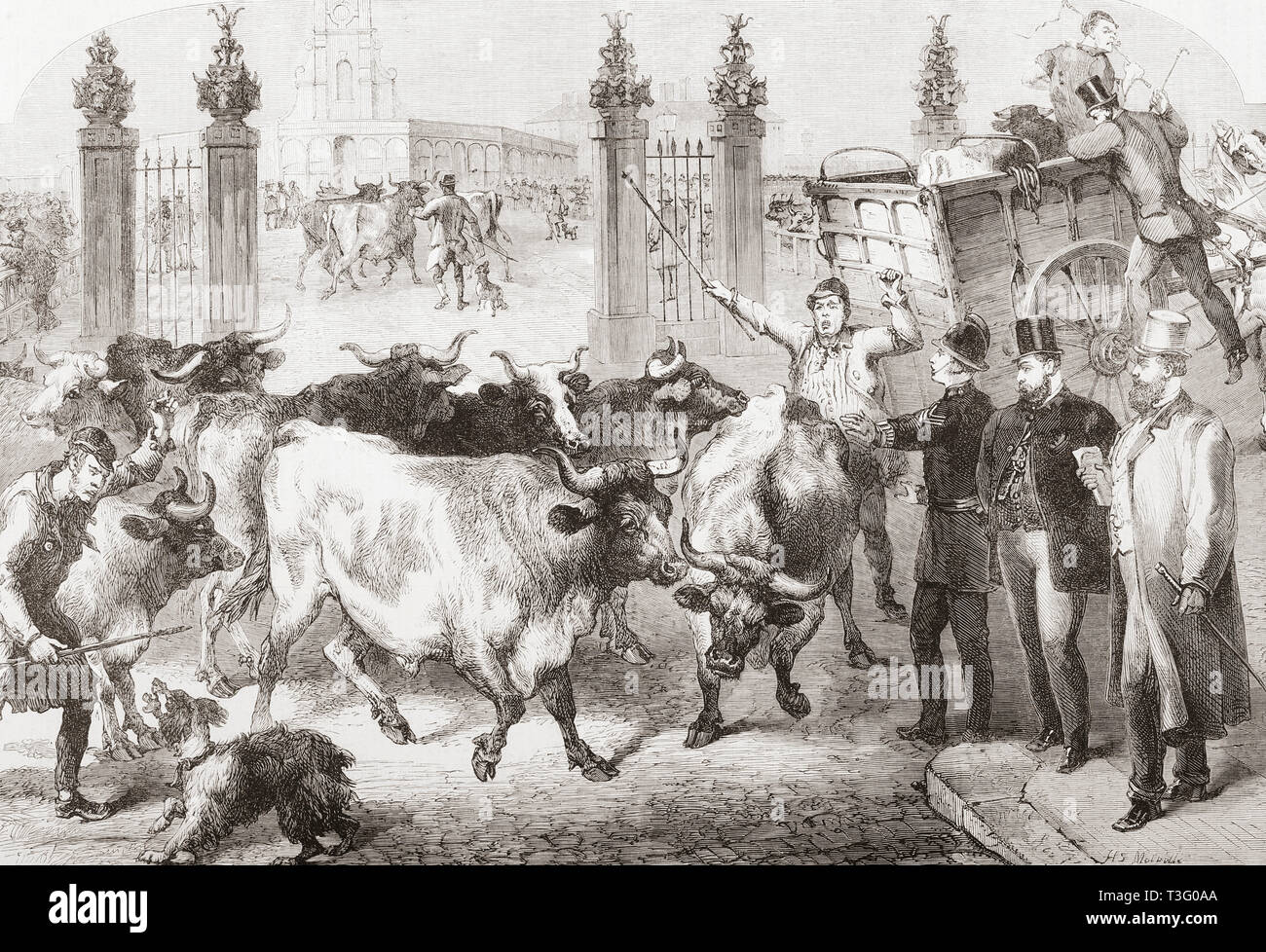 Inspection of foreign cattle at the Metropolitan Cattle Market, (later Caledonian Market) London, England, 1865.  From The Illustrated London News, published 1865. Stock Photo