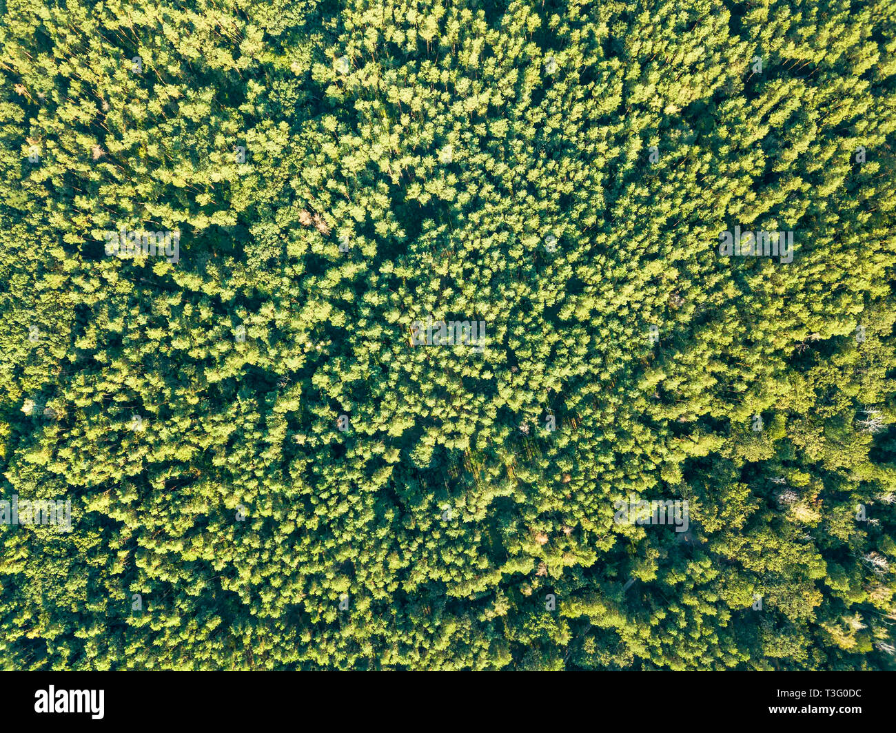 Aerial view of the drone on the greenery of trees on a summer day ...
