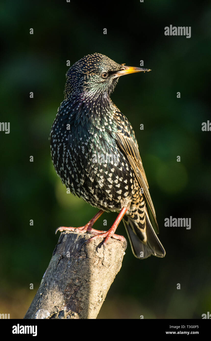 Starling portrait Stock Photo