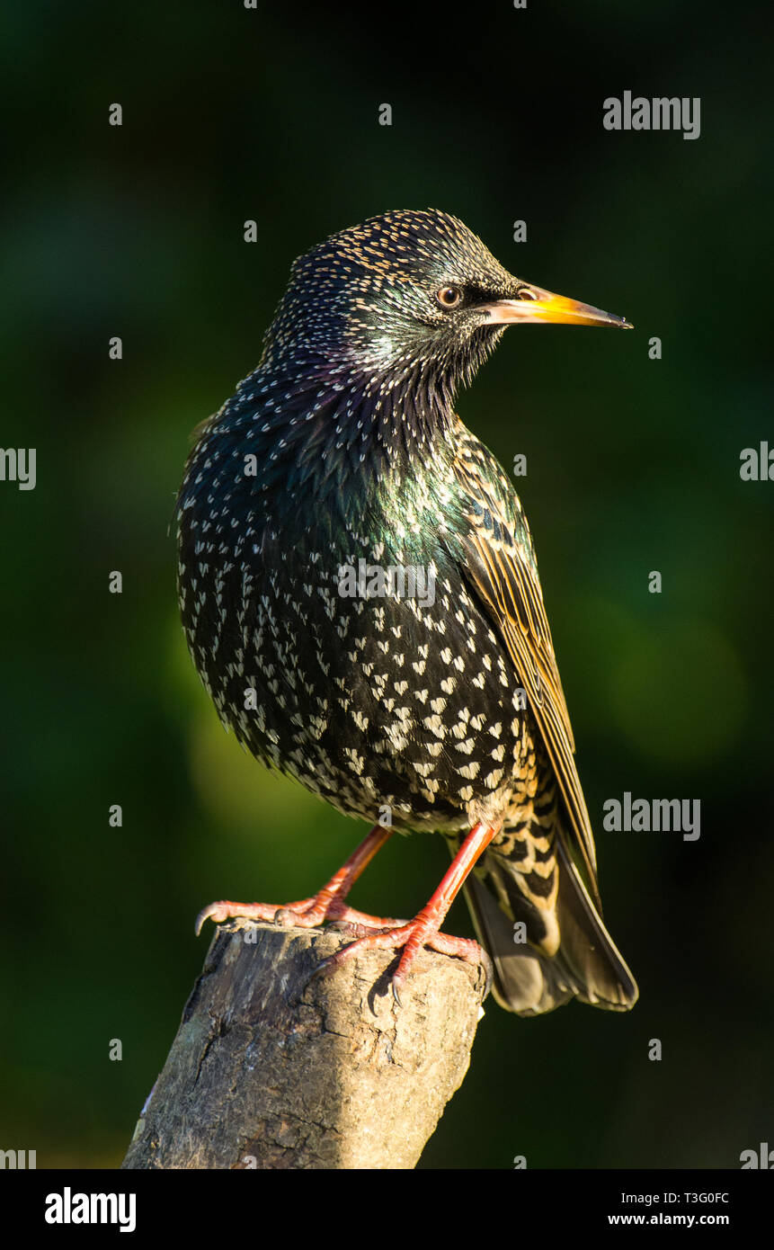 Starling portrait Stock Photo