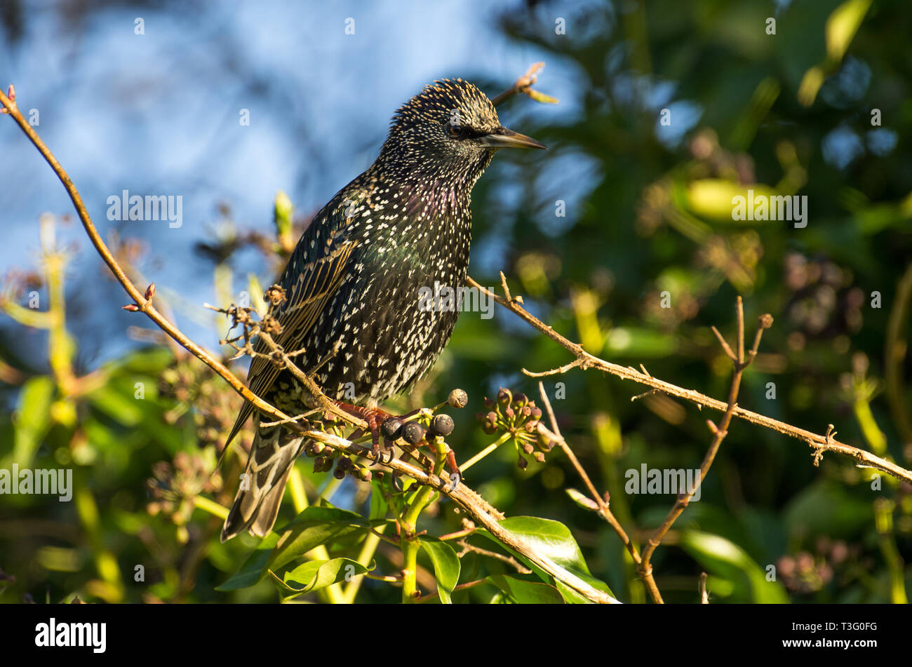 Starling ( Sturnus vulgaris) perched on Ivy Stock Photo