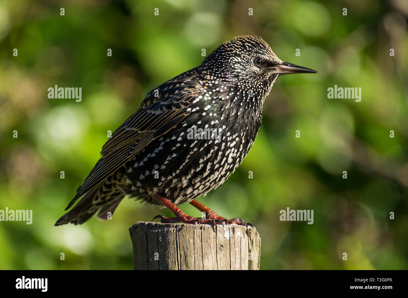 Close-up of a Starling ( Sturnus vulgaris) Stock Photo