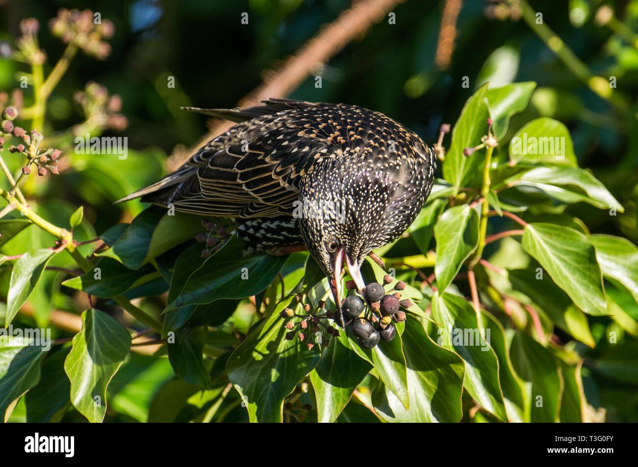 Starling feeding on Ivy Stock Photo