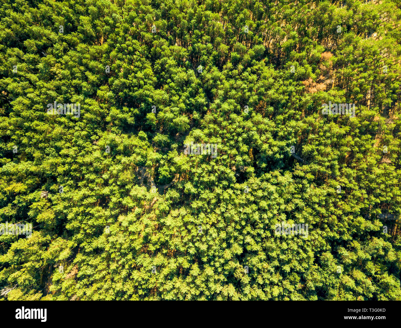 Natural background of green forest on a sunny day. Aerial view of the ...