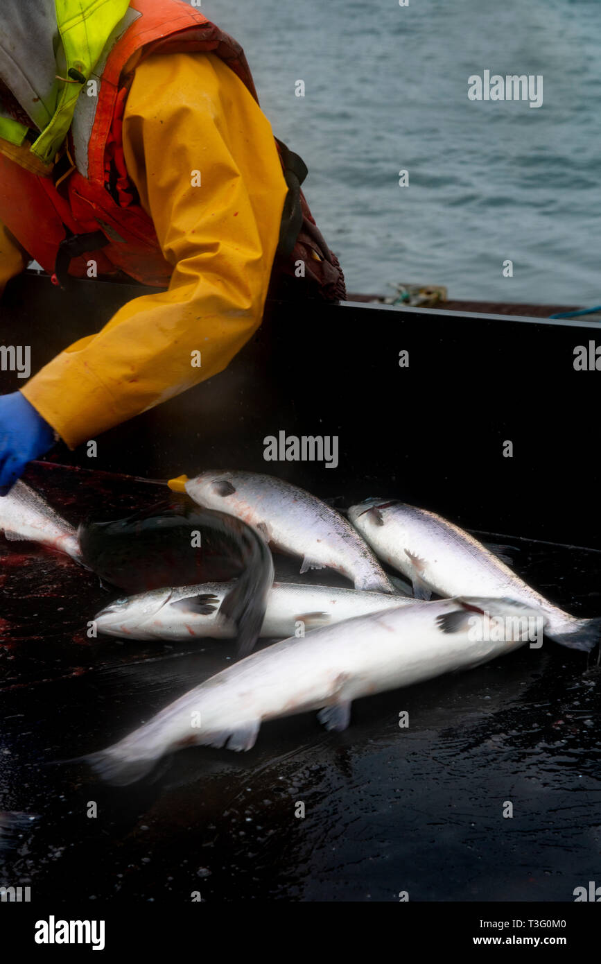 Live Salmon waiting to be dispatched of at harvest time on a Fish Farm in the Scottish Highlands, UK Stock Photo