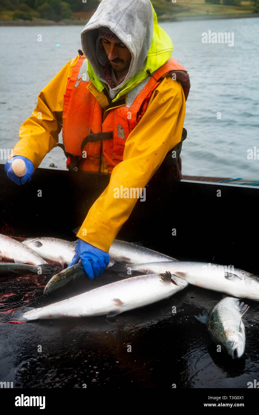 Worker dispatching of farmed Salmon at harvest time, on a Scottish Fish Farm, UK Stock Photo