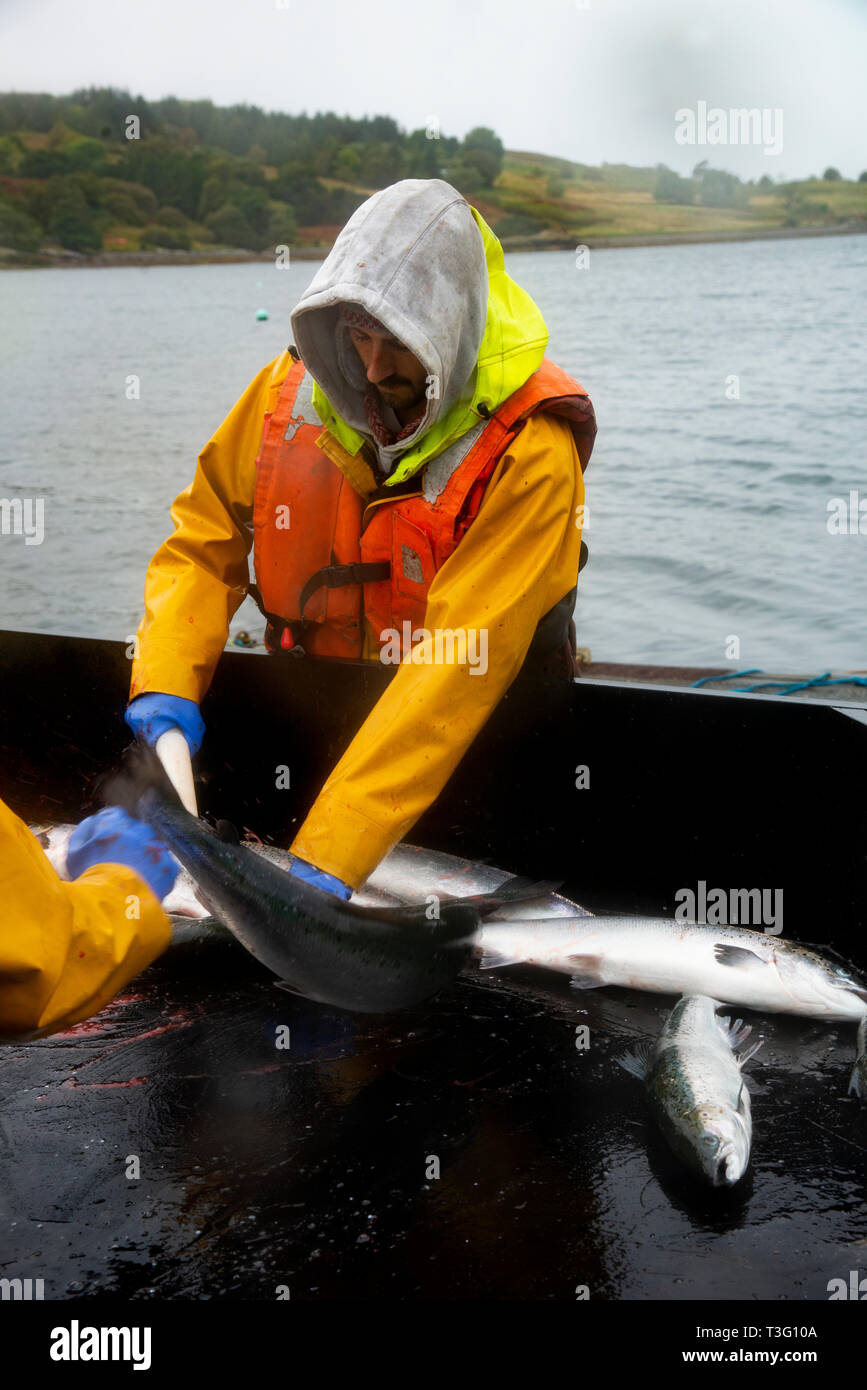 Worker dispatching of farmed Salmon at harvest time, on a Scottish Fish Farm, UK Stock Photo