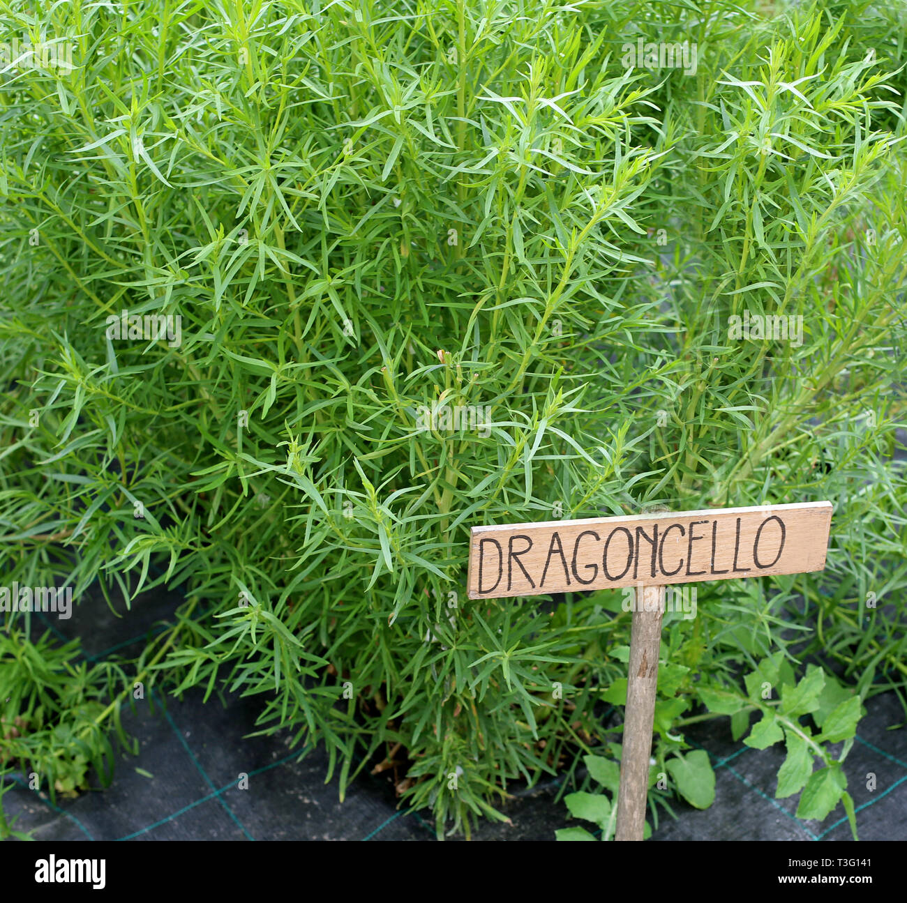 plants of green TARRAGON called Dragoncello in Italian Language Stock Photo