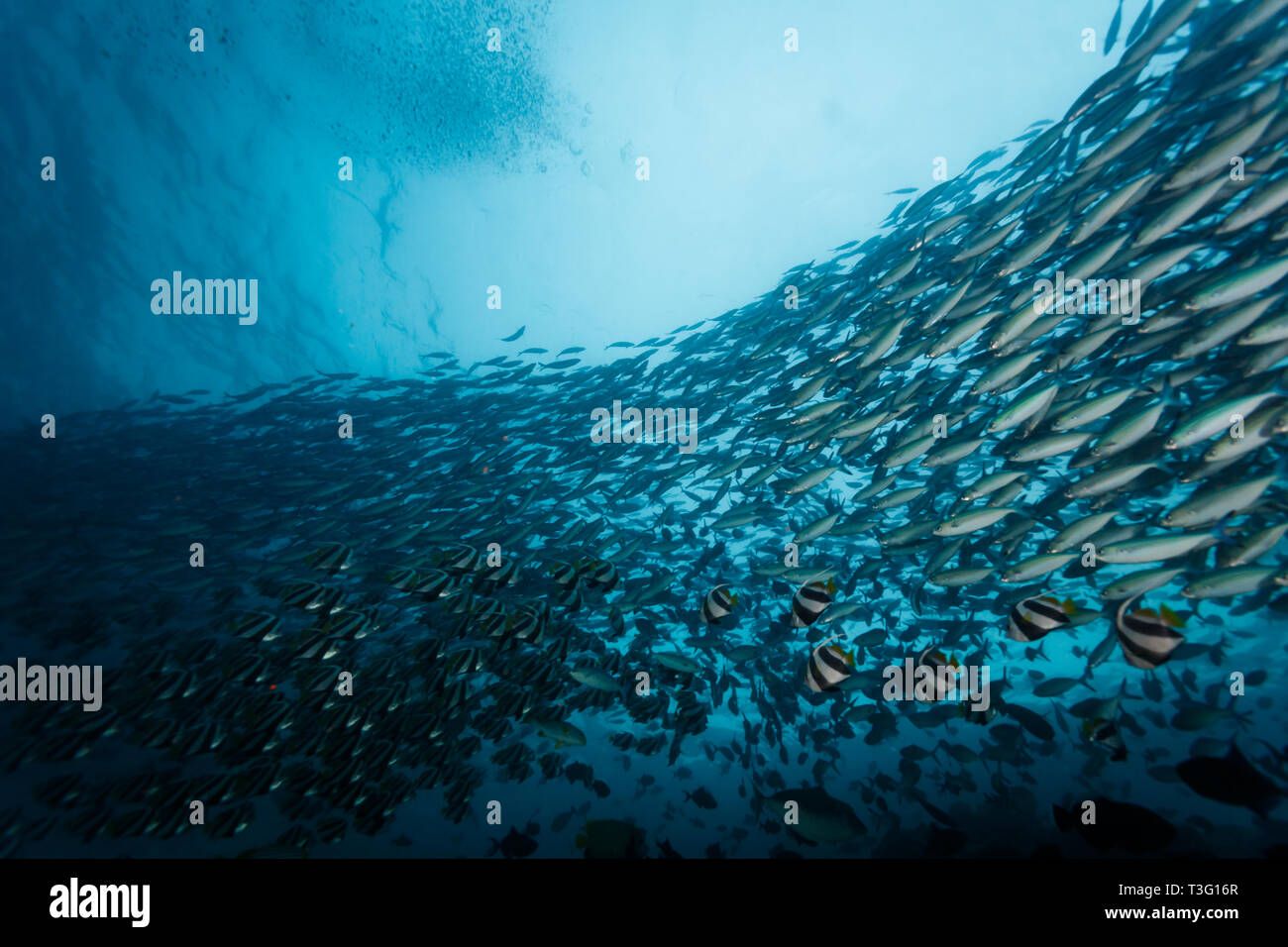 moorish idol fish swim with Big eye, Young, barracuda, blue, fish, Sphyraena forsteri, Sphyraenidae, in large school Stock Photo