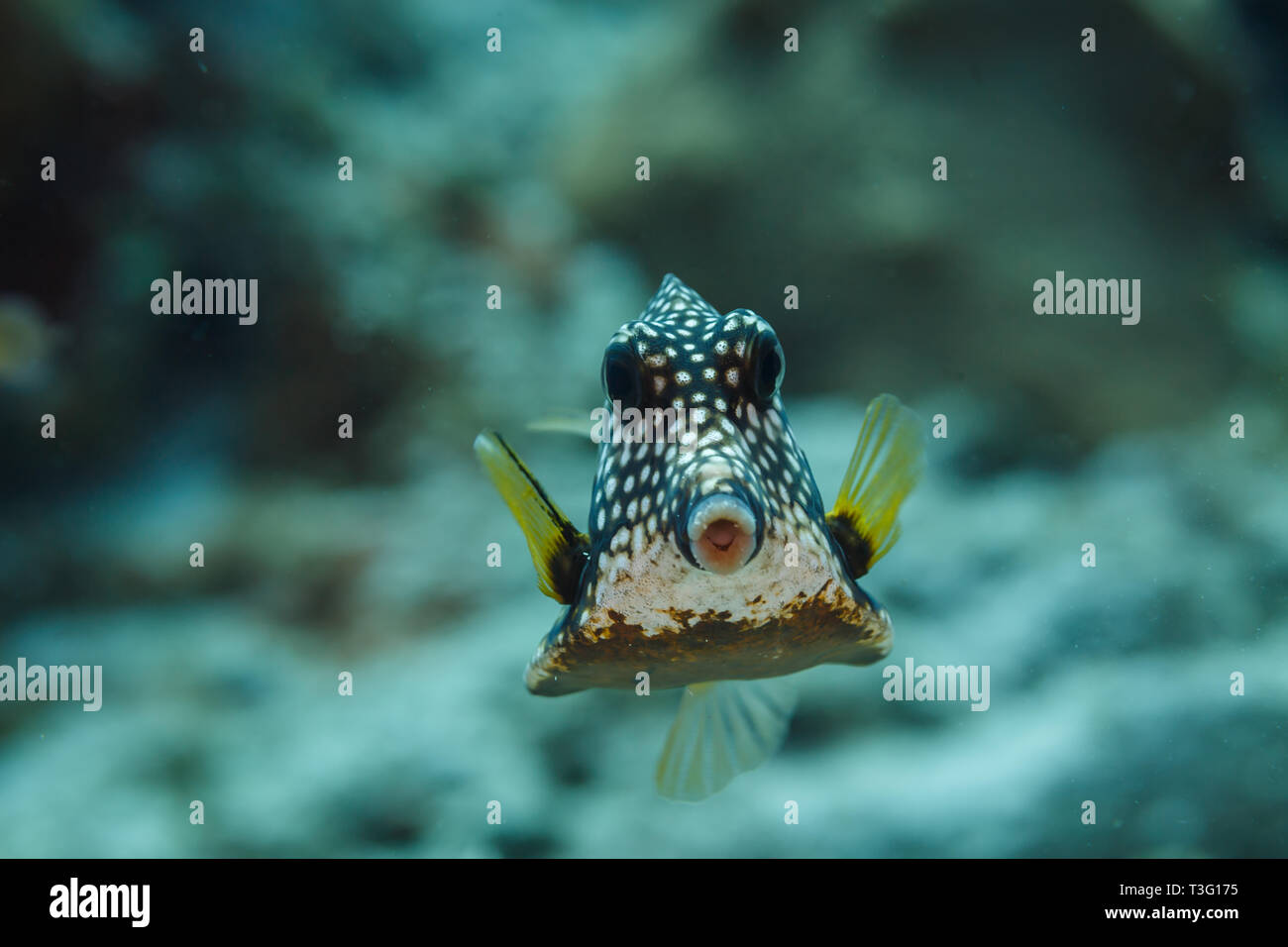 Closeup of face  of smooth Trunkfish, Lactophrys triqueter, with white spots and honeycomb design on coral reef Stock Photo