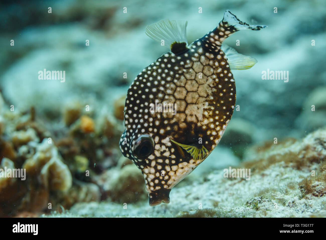 Closeup of side of smooth Trunkfish, Lactophrys triqueter, with white spots and honeycomb design on coral reef Stock Photo