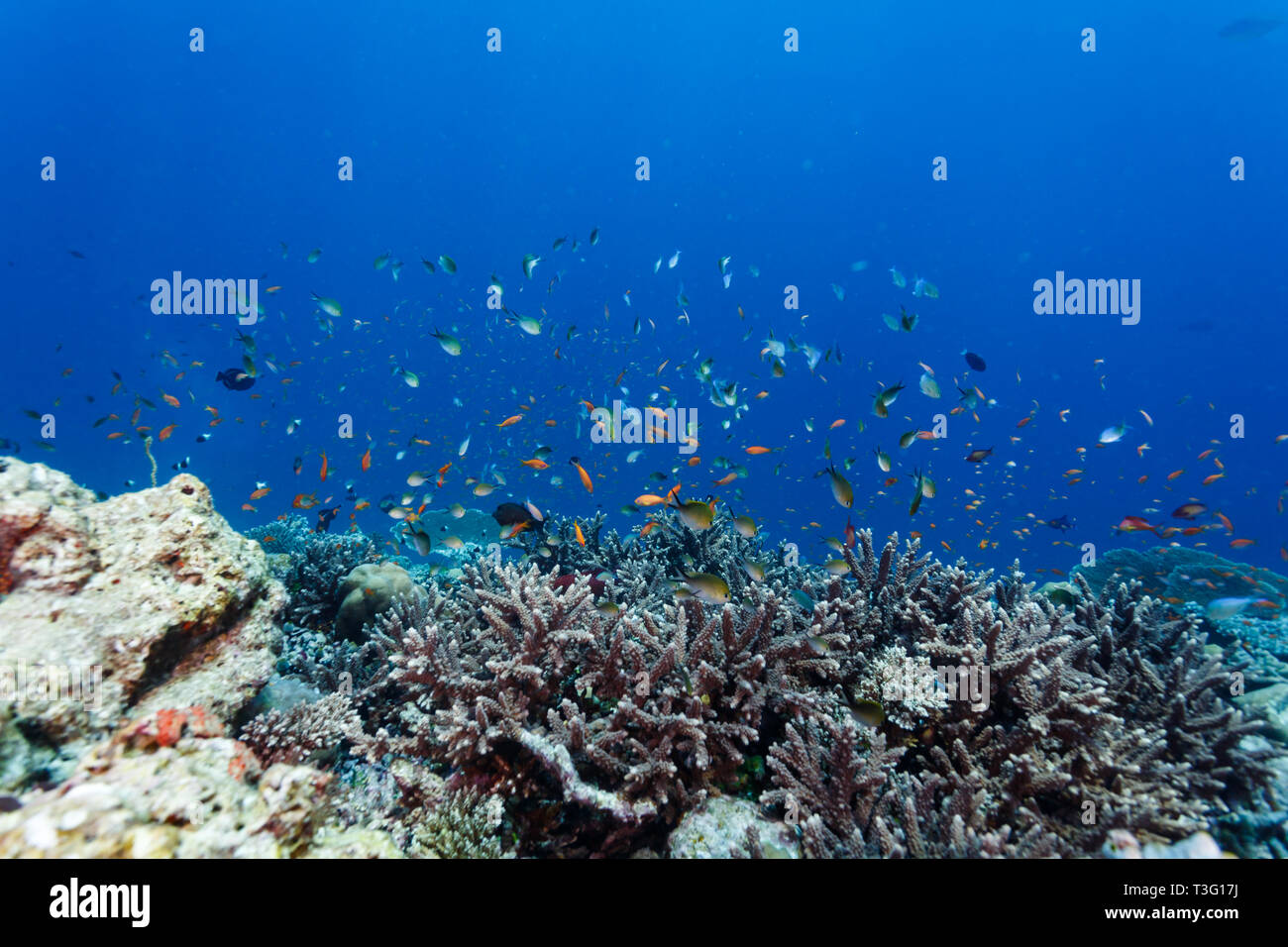 Large schools of a variety of colorful fish swim over staghorn coral,  Acropora cervicornis Stock Photo