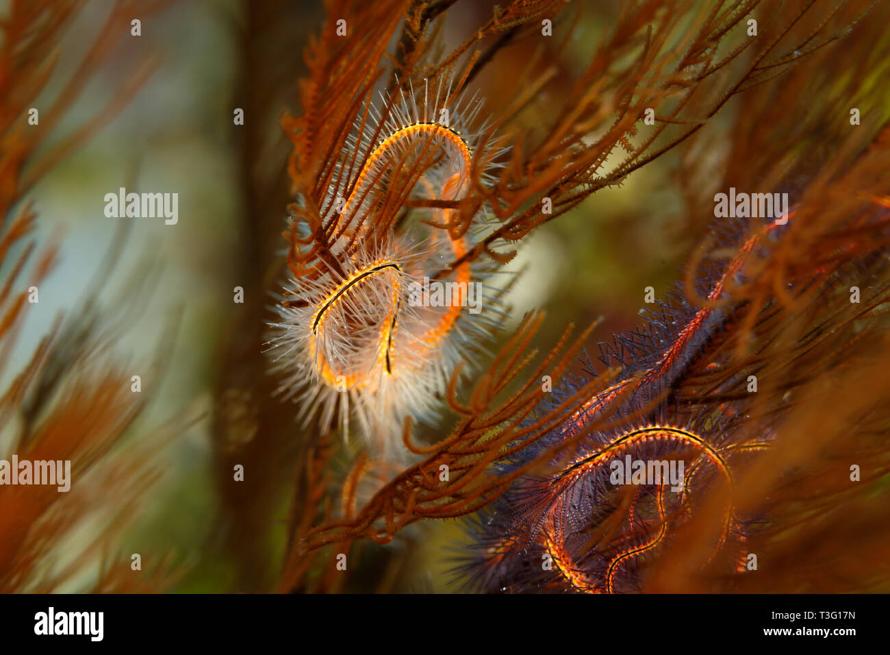 Closeup of black, Wire or sea whip coral Stichopathes lutkeni, Stock Photo