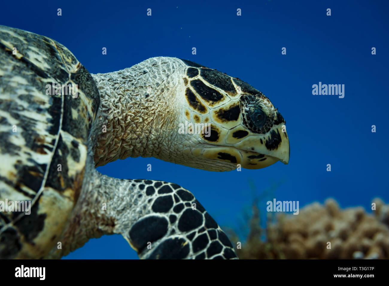 Closeup of side of Hawksbill Turtle, Eretmochelys imbricata, head and mouth with closed beak Stock Photo