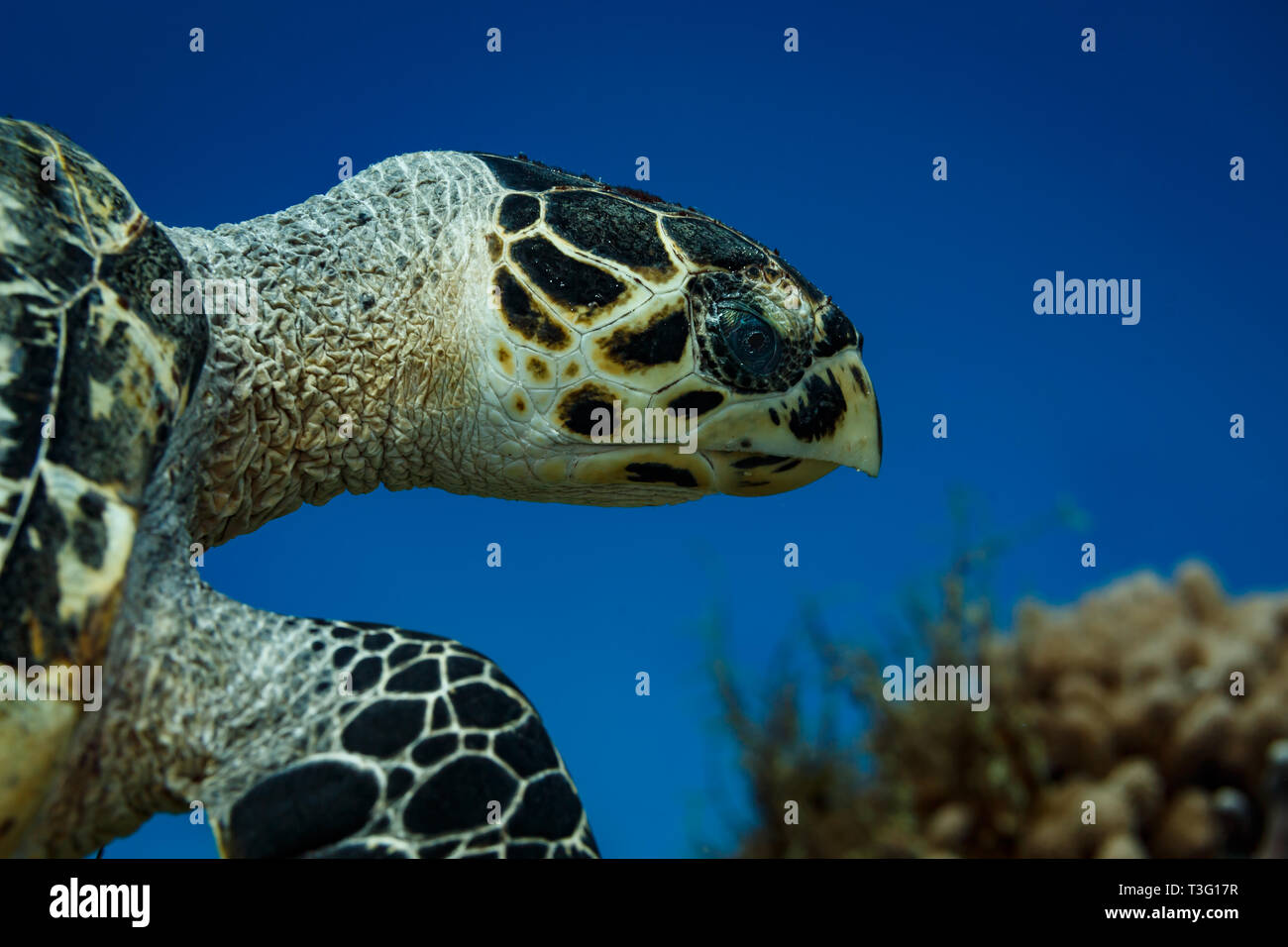 Closeup of side of Hawksbill Turtle, Eretmochelys imbricata, head and closed beak mouth Stock Photo