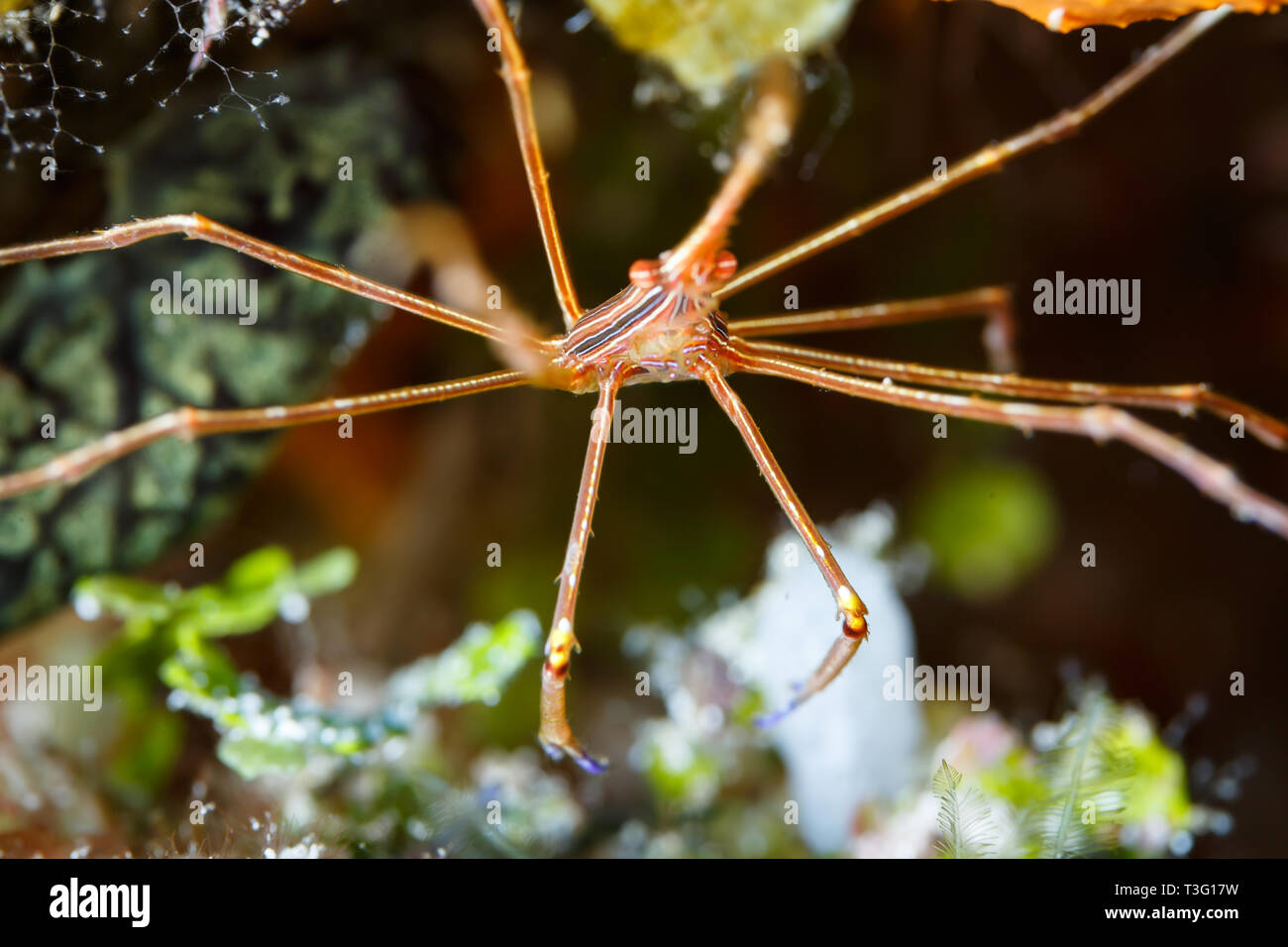 closeup of a Stenorhynchus seticornis, Yellowline Arrow Crab Stock Photo