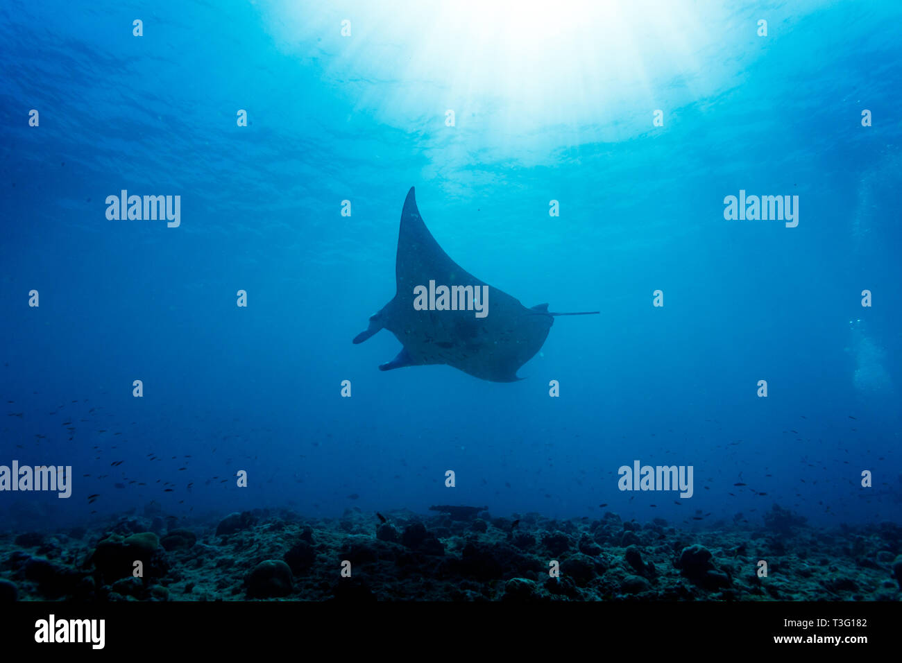 Giant oceanic manta ray ,  Manta birostris,   is a species of ray in the family Mobulidae, the largest in the world Stock Photo