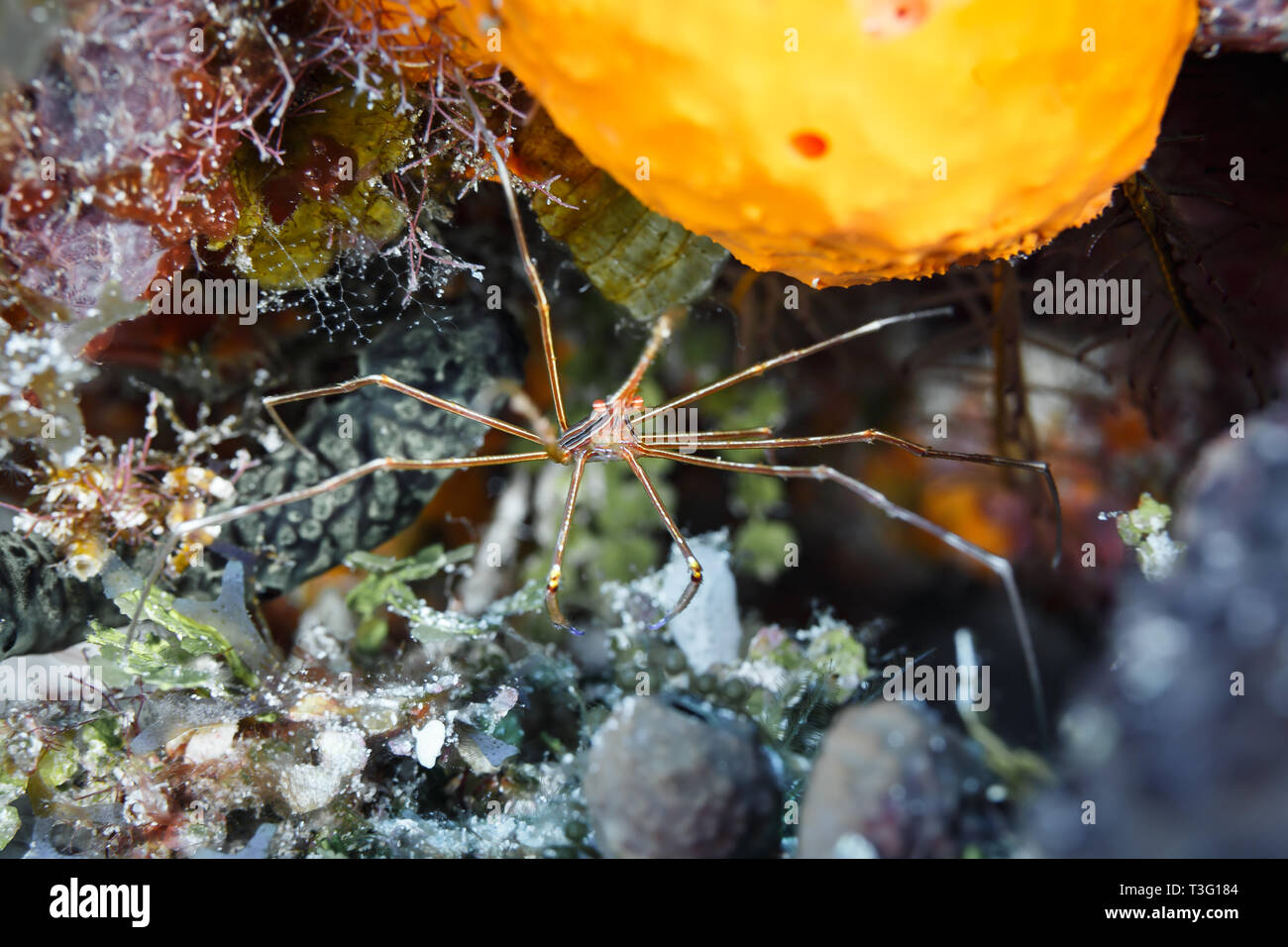 Stenorhynchus seticornis, Yellowline Arrow Crab, hides under a yellow sponge Stock Photo