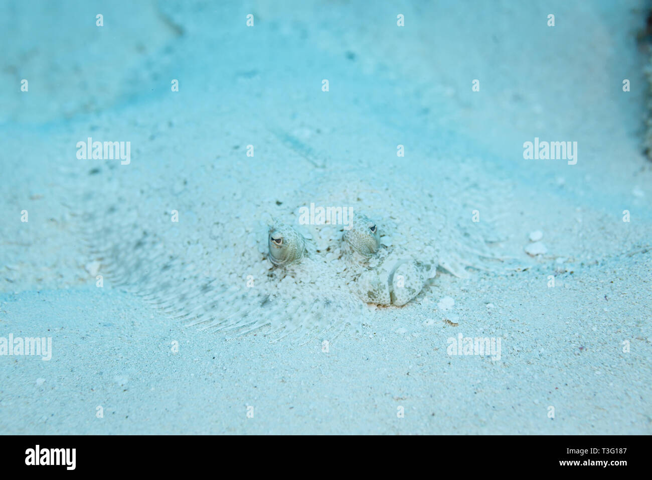 Top view closeup of eyes of Bothus ocellatus flat, left eyed Flounder camouflaged in the white sand Stock Photo