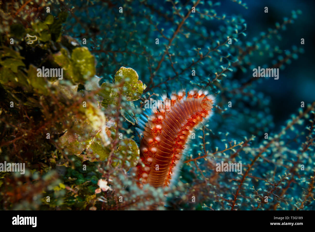 bearded Fire Worm,Hermodice carunculata , hides in tentacles of branching coral Stock Photo