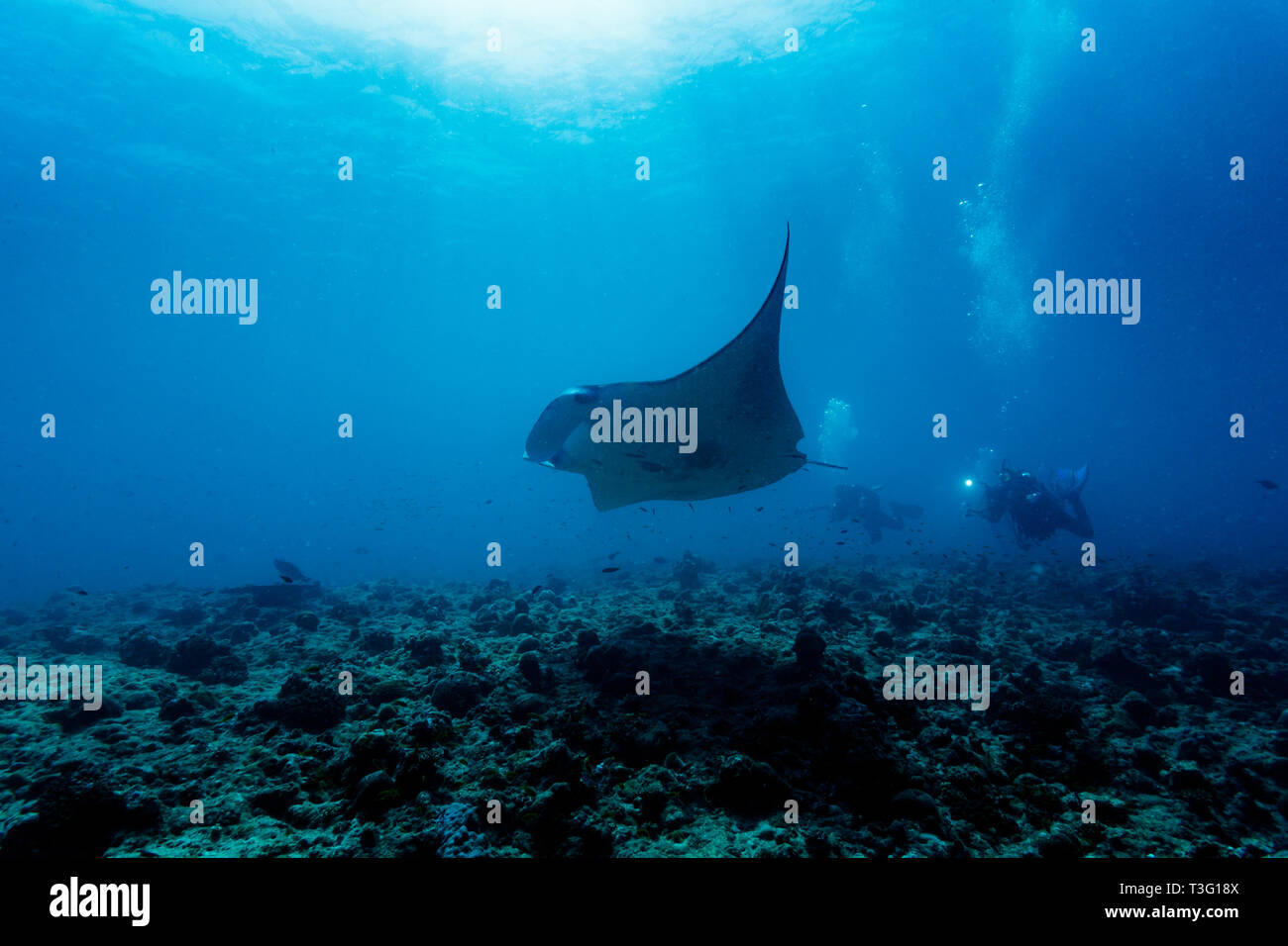 Underwater cameraman photographs giant manata ray, Mobula alfredi, swimming along coral reef. Stock Photo