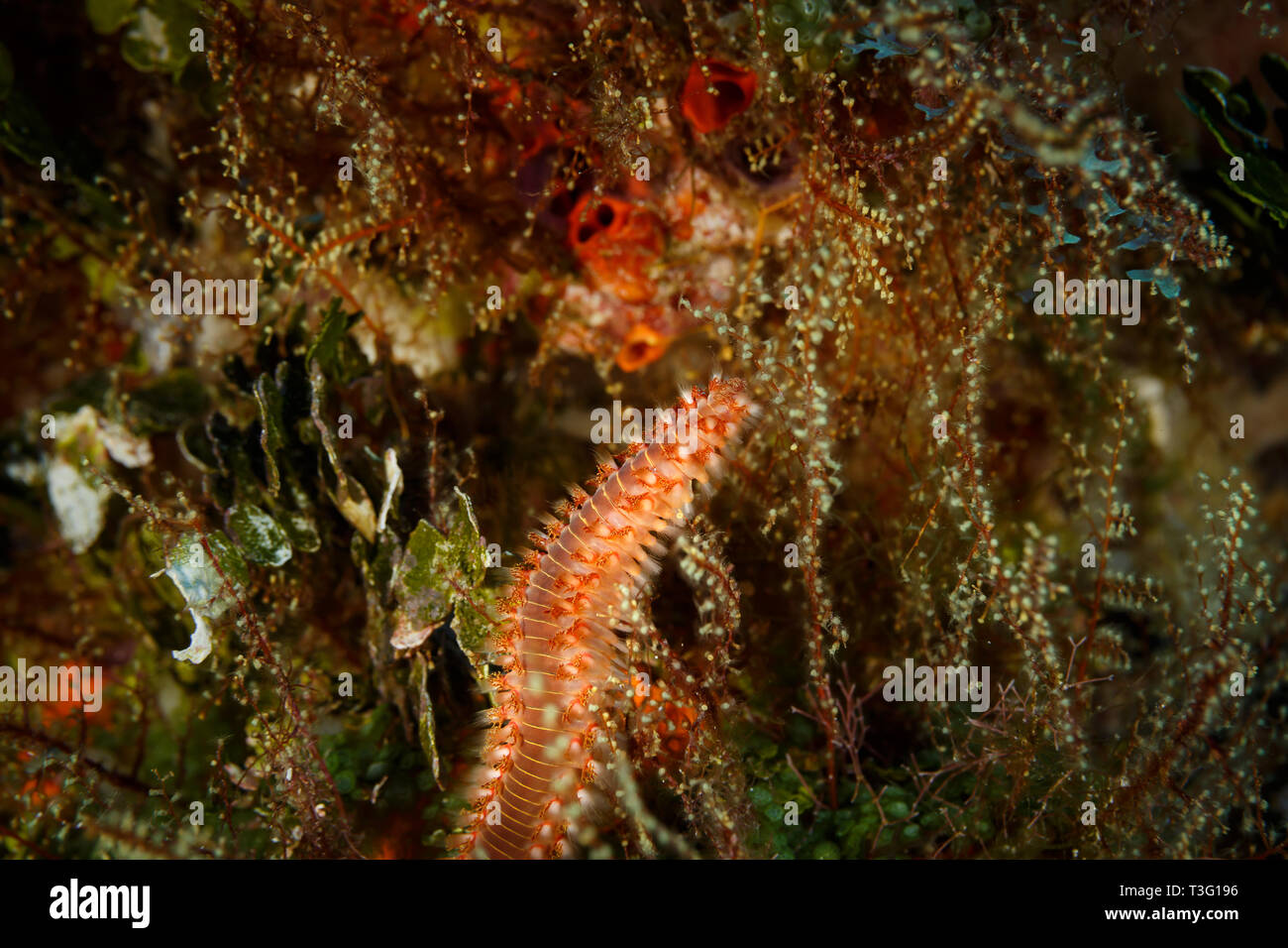 bearded Fire Worm,Hermodice carunculata , hides in tentacles of coral Stock Photo