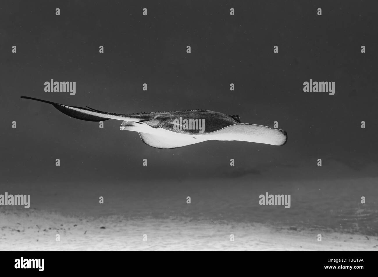 Black and white of Southern Stingray on coral reef in Mexico Stock Photo