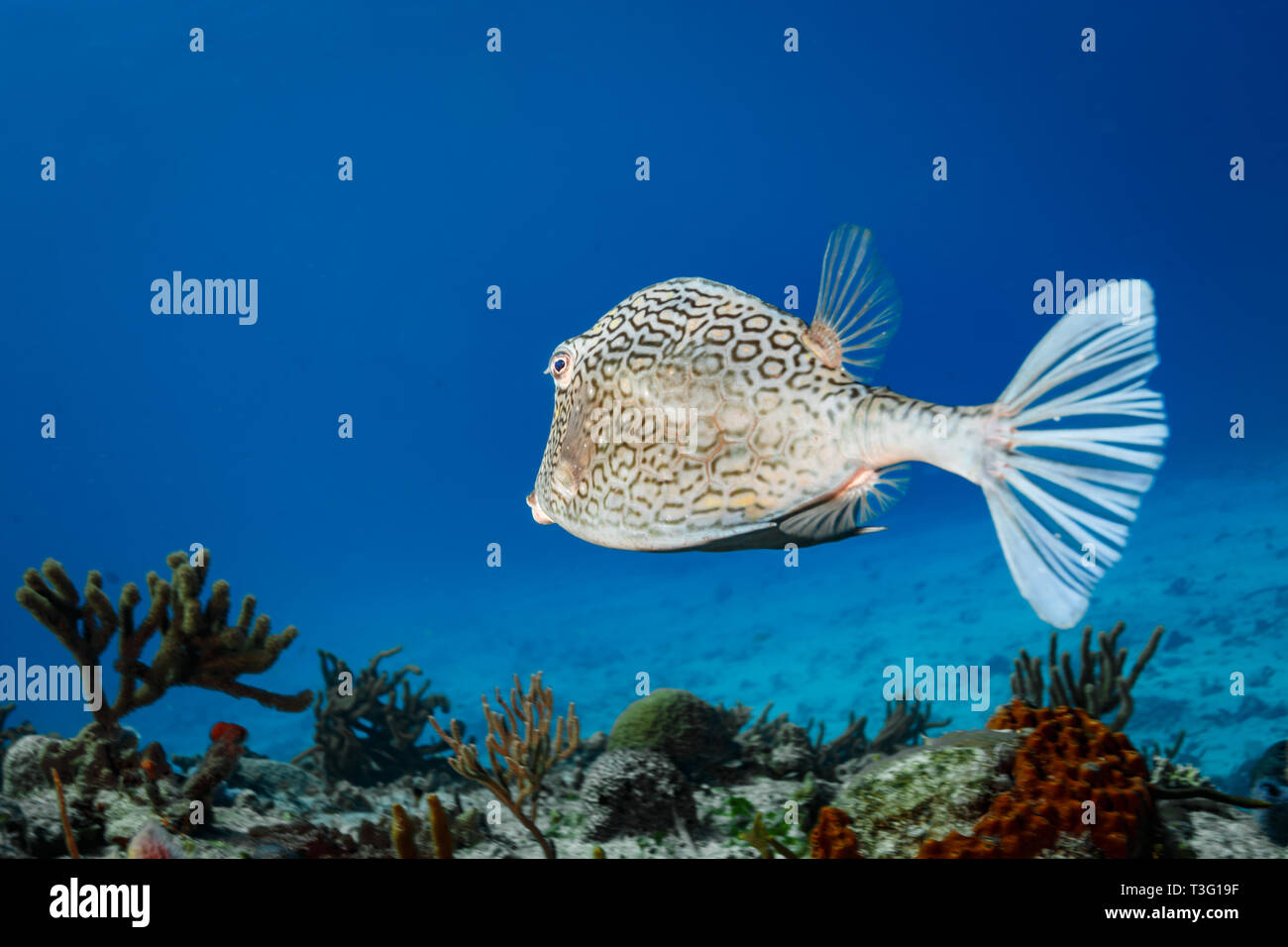 Closeup of scale pattern  honeycomb cow fish or trunk fish, Acanthostracion polygonius Stock Photo