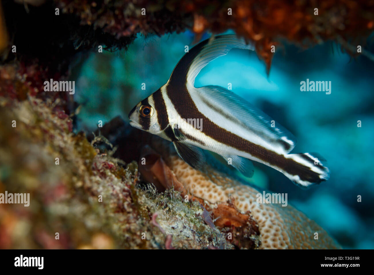Closeup of Juvenile Black and white spotted drum fish, Equetus punctatus, without the black spots of the mature fish but  a longer top fin, hidden und Stock Photo