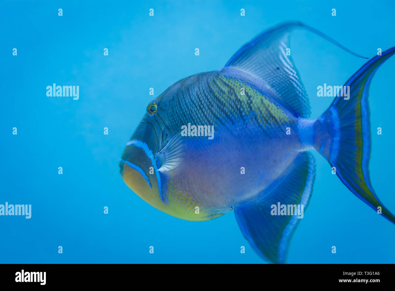 78 Trigger Fish Caribbean Stock Photos, High-Res Pictures, and Images -  Getty Images, fishing trigger 