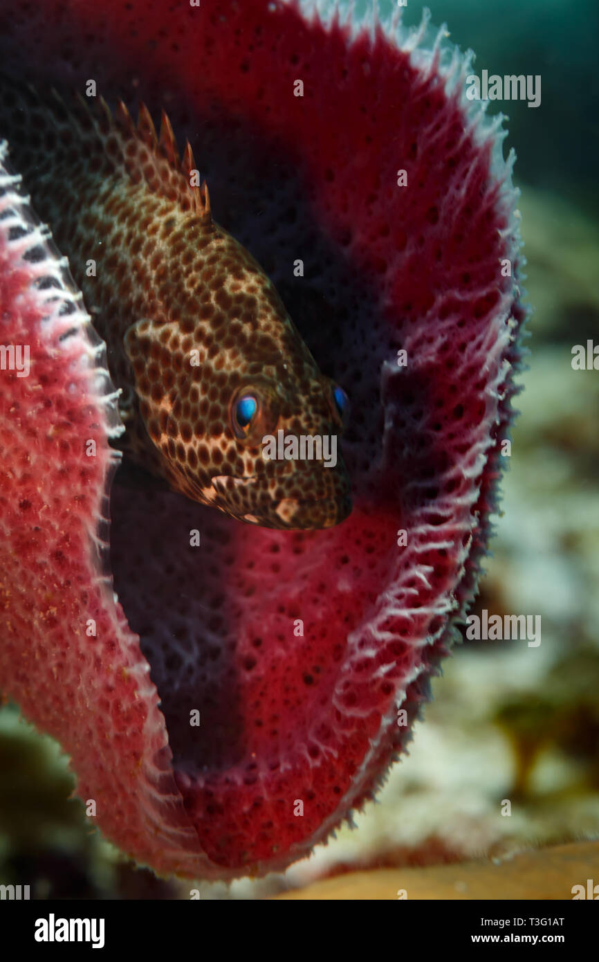 Brown and white spotted , mottled fish with spines pokes head out of