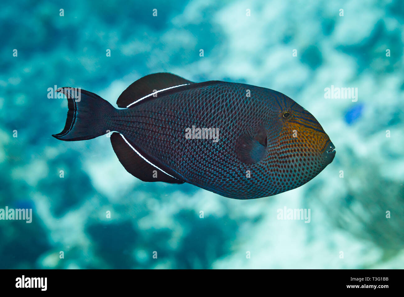 Close up of side of Black triggerfish, black durgon,  Melichthys niger Stock Photo