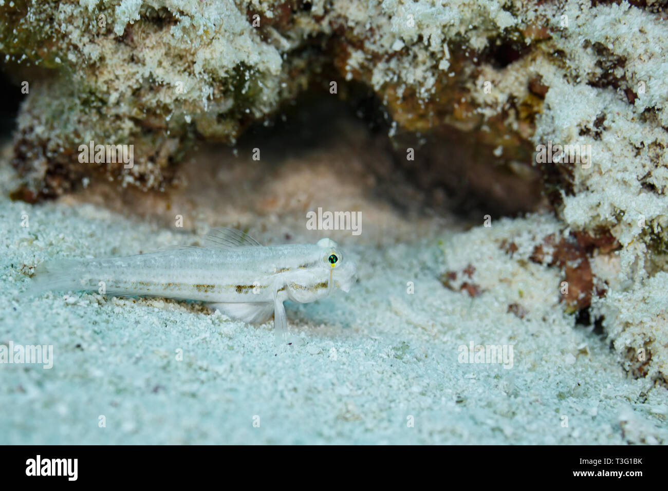 Closeup of small white goby fish  Transparent Cave,   Fusigobius pallidus,camouflaged in white sand Stock Photo