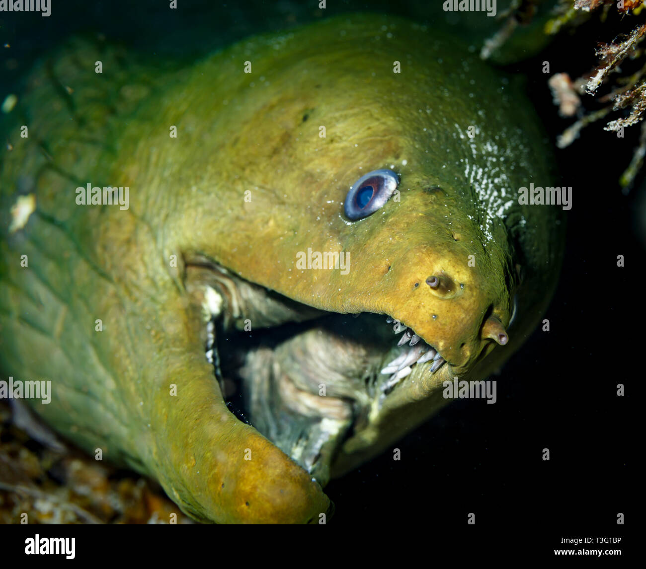 Moray Eel Teeth High Resolution Stock Photography And Images Alamy