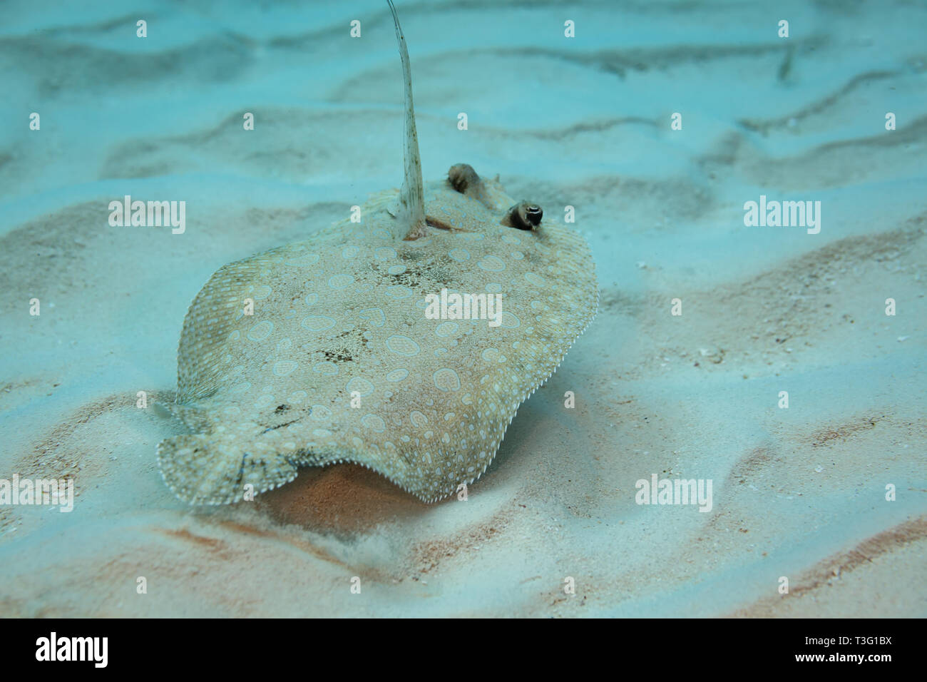 Top view closeup from rear of body and eyes of Bothus ocellatus flat, left eyed Flounder rising up from the white sand Stock Photo